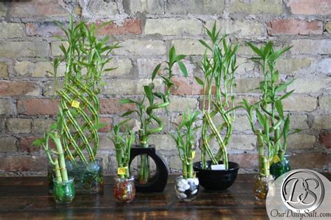 transplanting bamboo plants in containers.